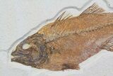 Mioplosus Fossil Fish - Gorgeous Specimen #92871-2